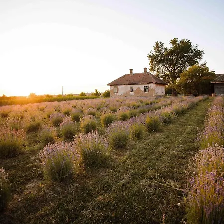 Lavender Farm Zaric Porosanica