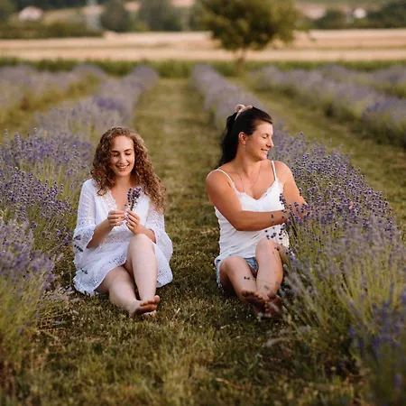 Lavender Farm Zaric *