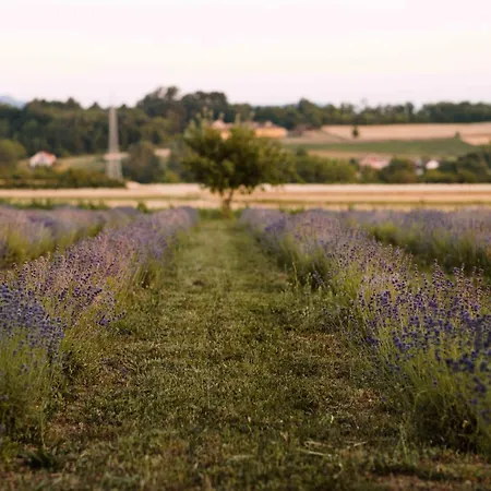 Lavender Farm Zaric *