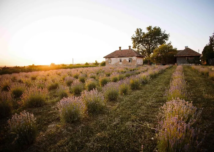 Lavender Farm Zaric Porosanica