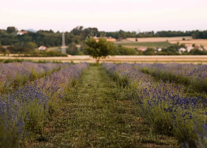 Lavender Farm Zaric *
